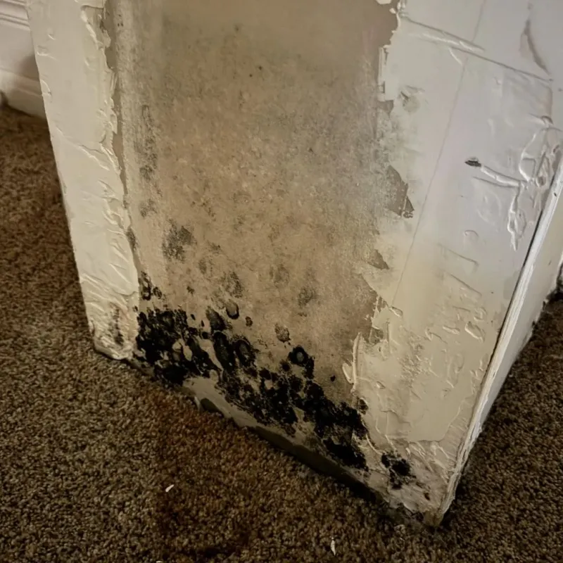 Professional Mold Removal in Okfuskee County, OK